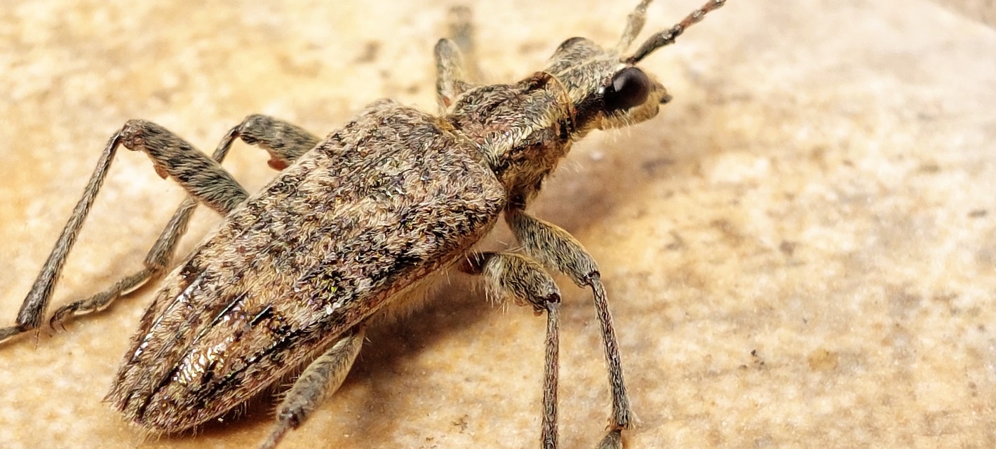 Rhagium inquisitor - fenyves-tövisescincér