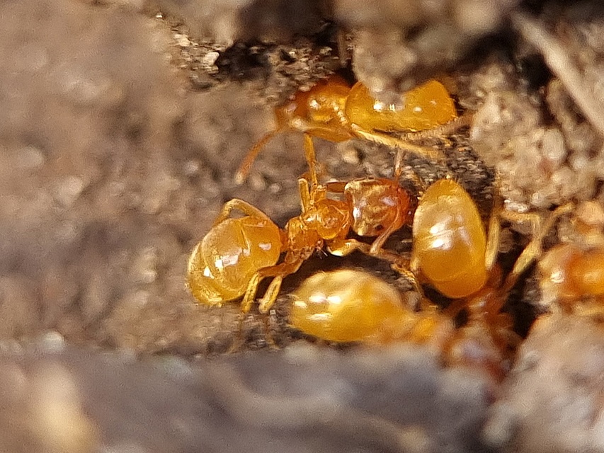 Lasius flavus - gyakori borostyánhangya