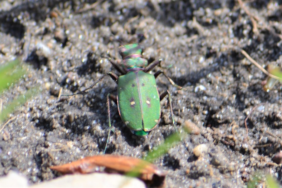 Cicindela campestris - mezei homokfutrinka