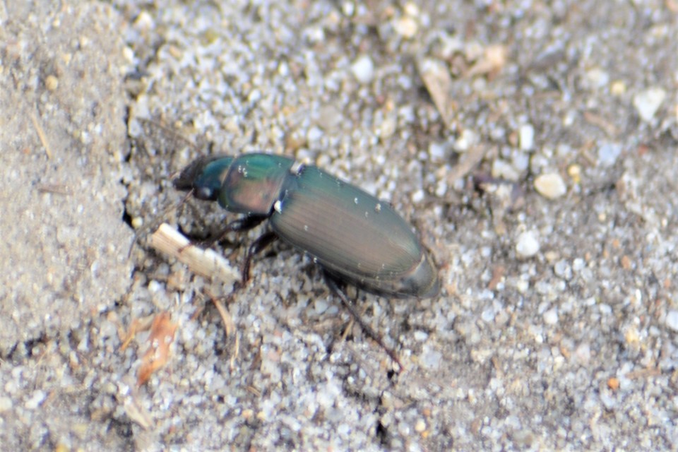 Harpalus distinguendus - mezei lomhafutó