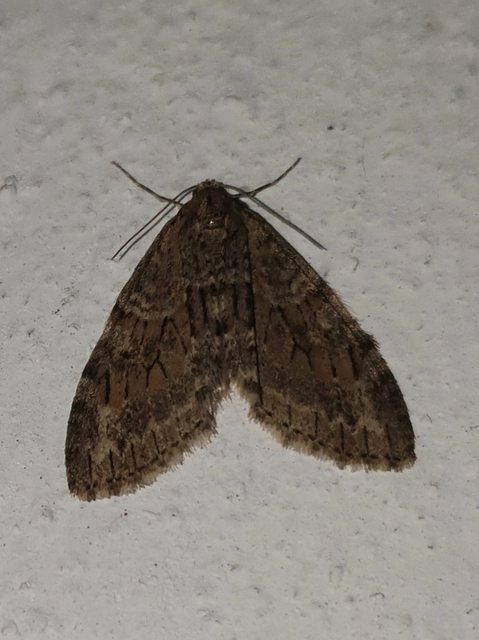 Trichopteryx polycommata - kőrisfa-lebenyesaraszoló