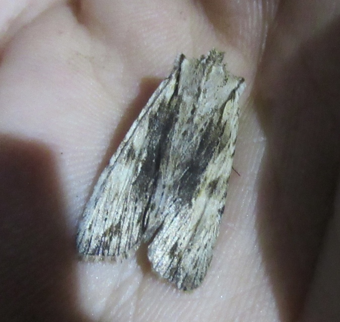 Lithophane socia - barna fabagoly