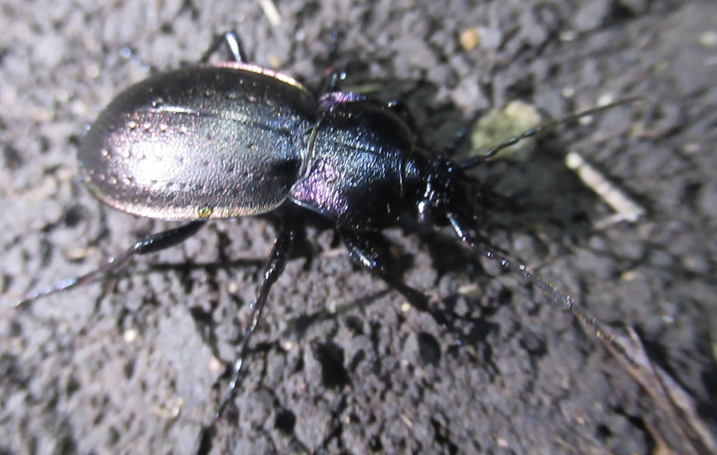 Carabus nemoralis - ligeti futrinka