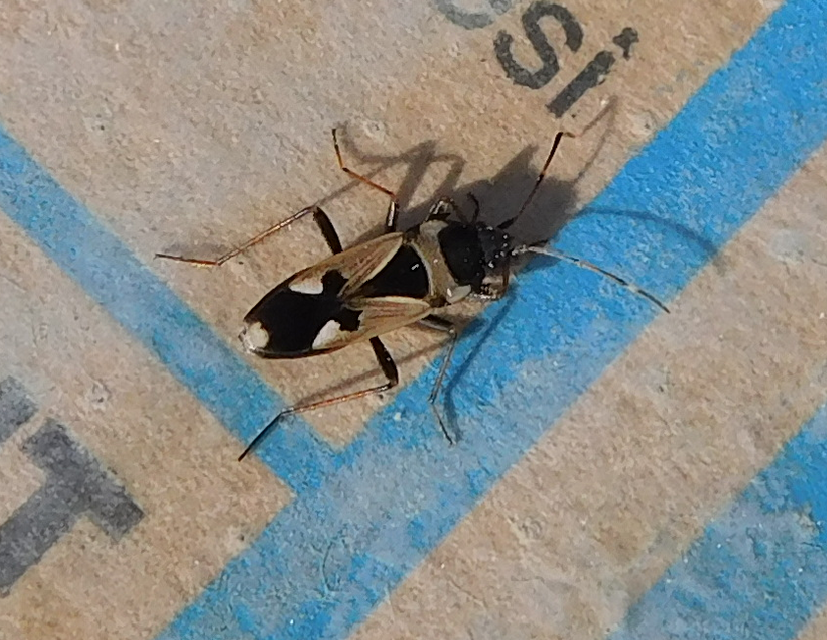Raglius confusus