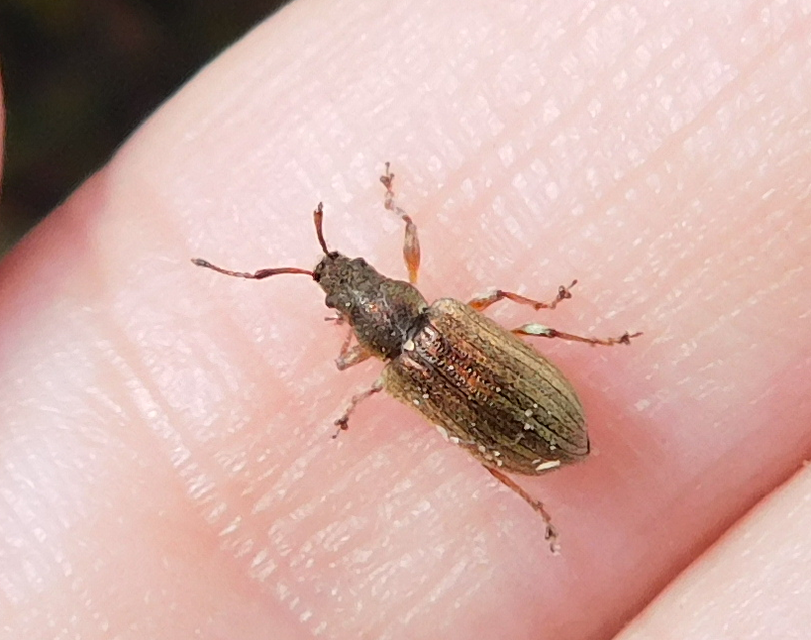 Phyllobius pyri - gyümölcsfa-levélormányos