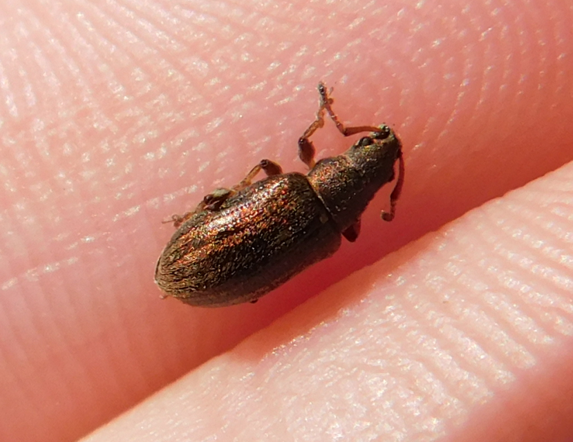 Phyllobius pyri - gyümölcsfa-levélormányos