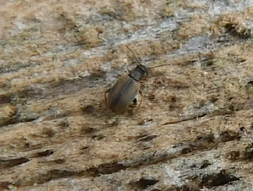 Otolelus pruinosus - deres korhóbogár