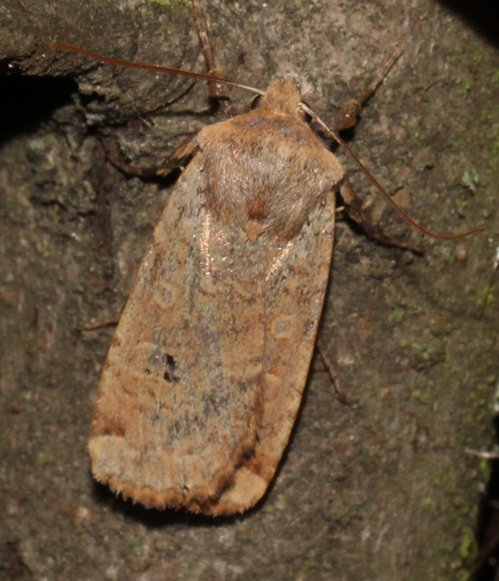 Conistra erythrocephala - vörösfejű őszibagoly