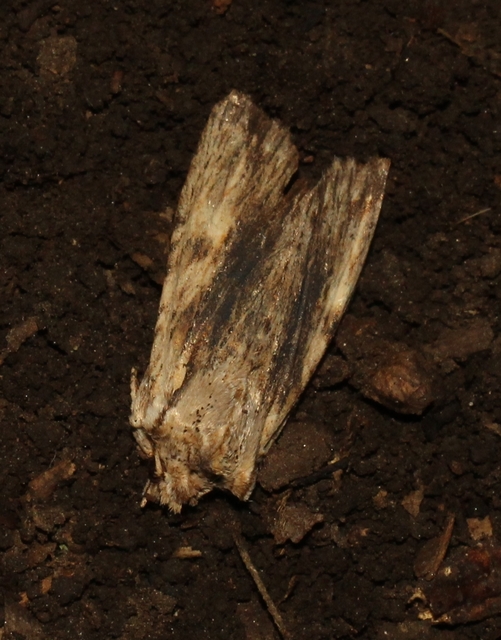 Lithophane socia - barna fabagoly