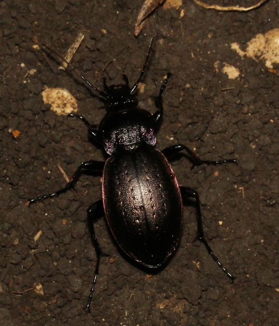 Carabus nemoralis - ligeti futrinka
