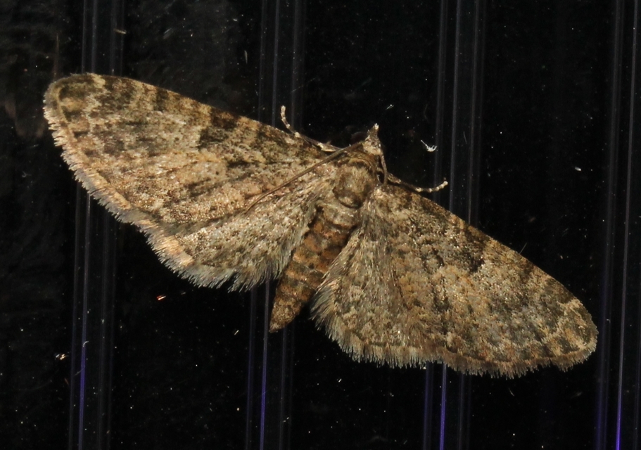 Eupithecia abbreviata - korai törpearaszoló