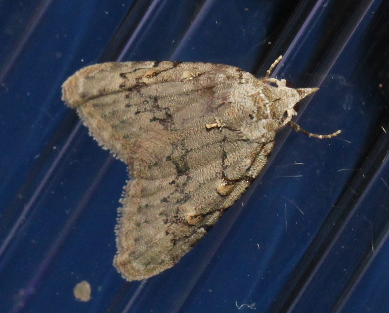 Nola cicatricalis - szürke pamacsosszövő