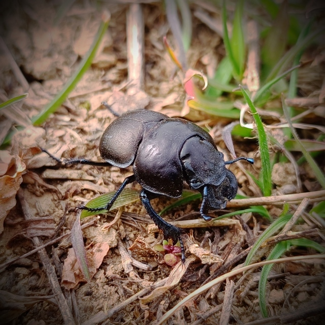Lethrus apterus - nagyfejű csajkó