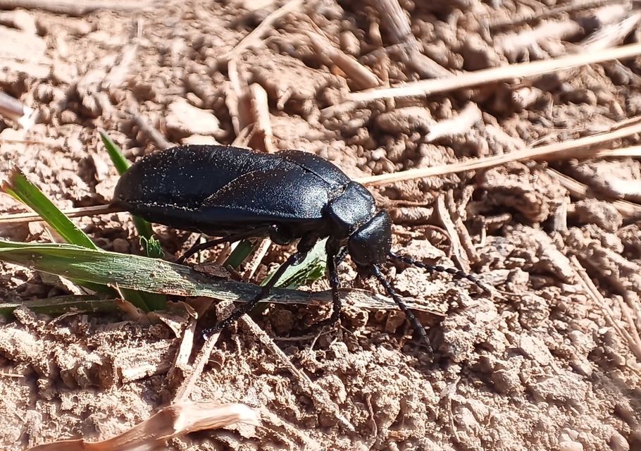 Meloe uralensis - uráli nünüke