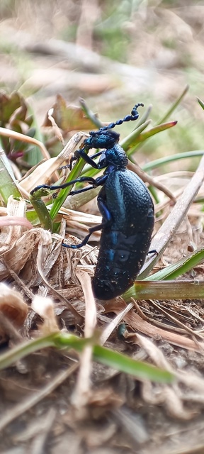 Meloe proscarabaeus - közönséges nünüke