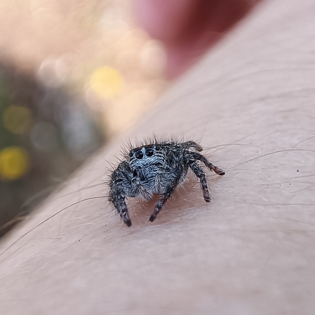 Araneae - Pókok