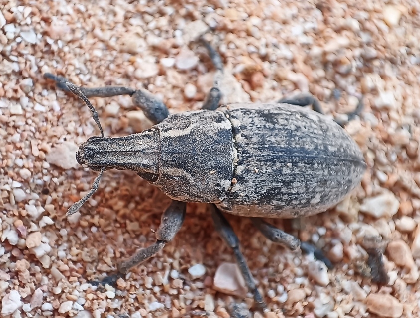Leucophyes pedestris - négypettyes barkó