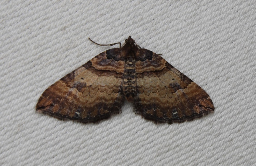 Earophila badiata - csipkerózsa-araszoló