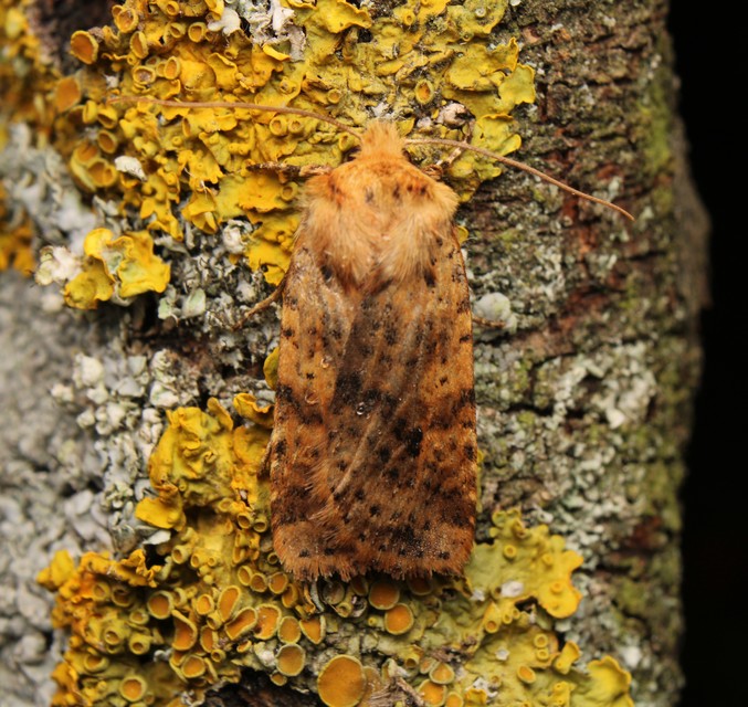 Conistra rubiginea - vörös őszibagoly