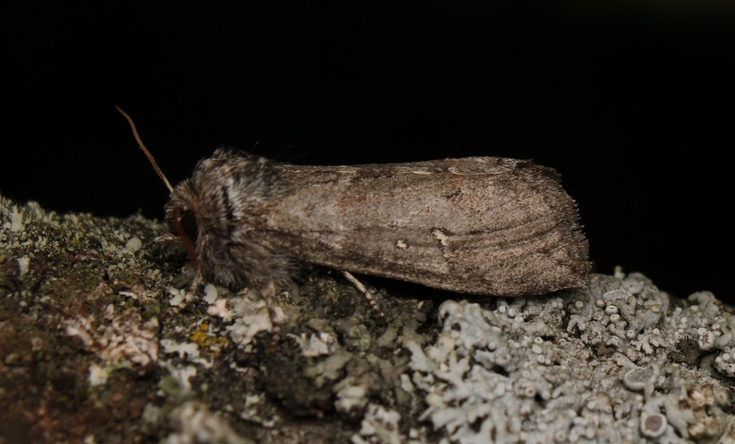 Asphalia ruficollis - vörösnyakú pihésszövő
