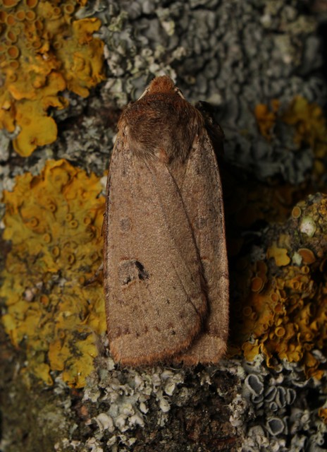 Conistra erythrocephala - vörösfejű őszibagoly