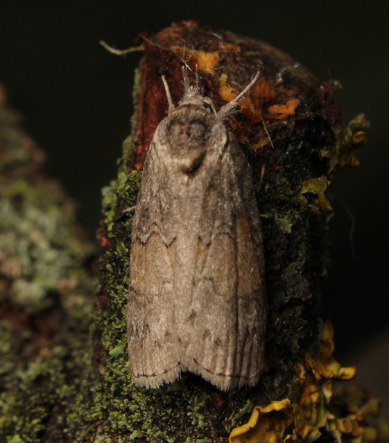 Nycteola asiatica - nyárfa-trapézbagoly