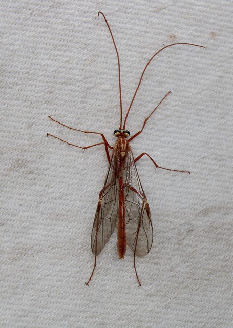Ophion obscuratus