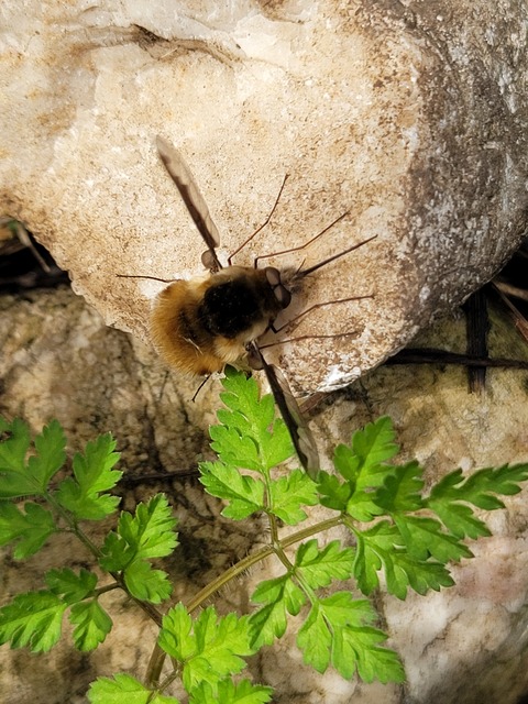 Bombylius major - szegélyes pöszörlégy