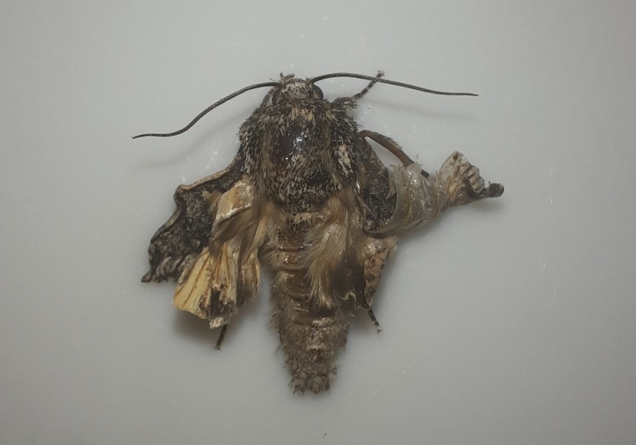 Asphalia ruficollis - vörösnyakú pihésszövő