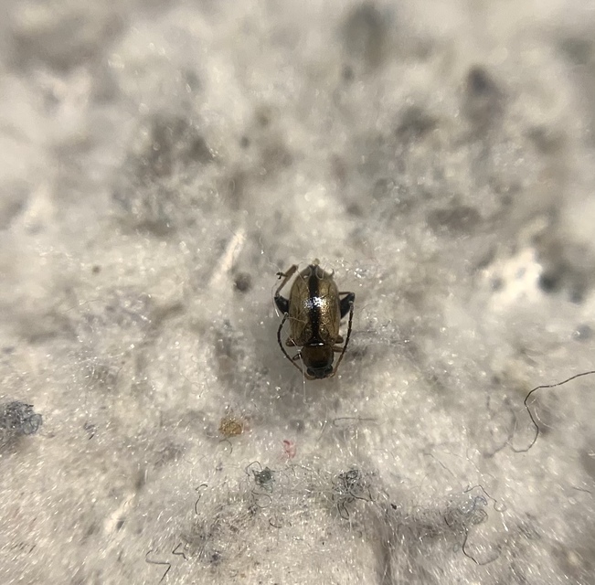 Longitarsus brisouti