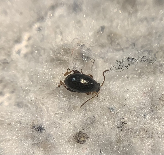 Longitarsus tristis