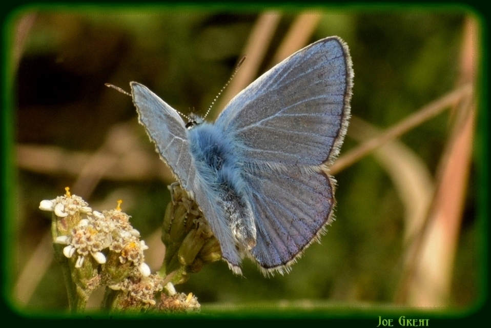Polyommatus icarus - közönséges boglárka