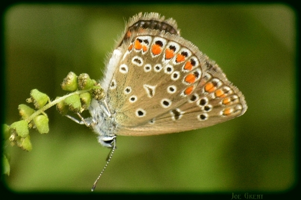 Polyommatus icarus - közönséges boglárka