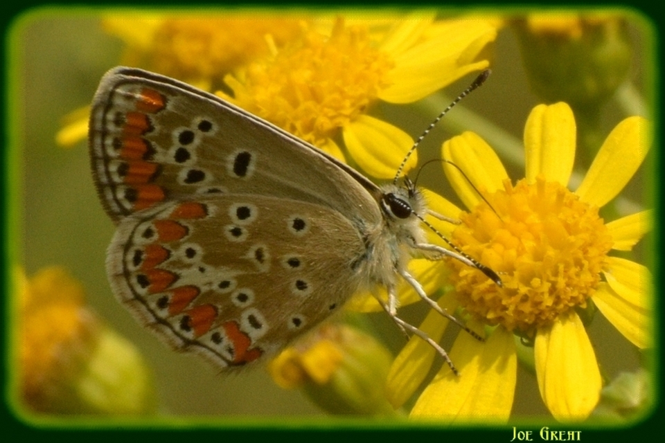 Aricia agestis - szerecsenboglárka