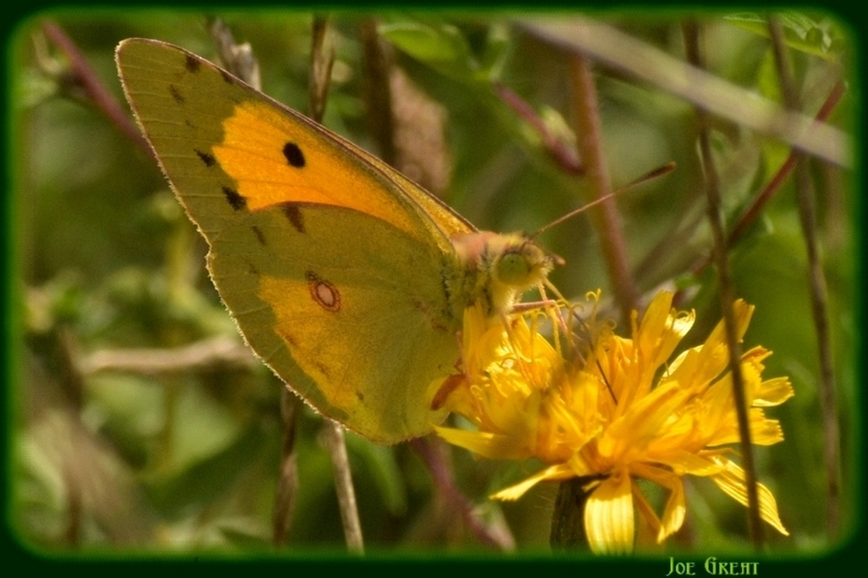 Colias croceus - sáfránylepke