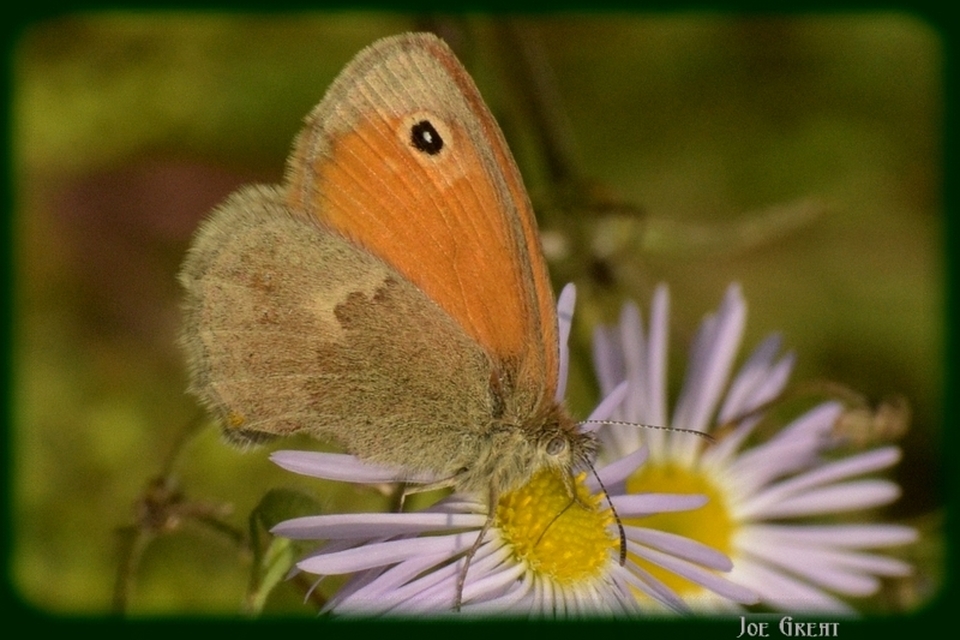 Coenonympha pamphilus - kis szénalepke