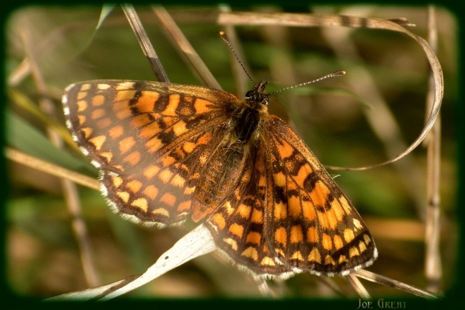 Melitaea athalia - közönséges tarkalepke