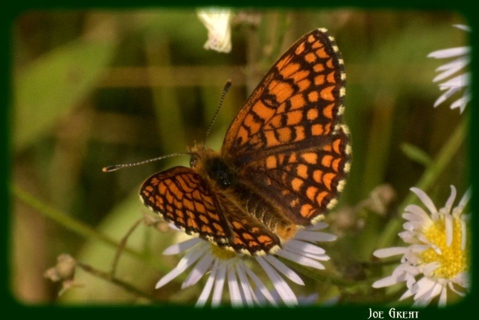 Melitaea athalia - közönséges tarkalepke