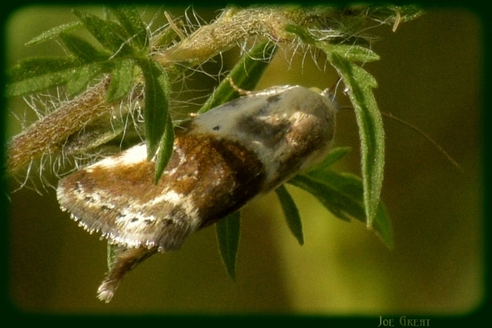 Ponometia candefacta - parlagfűbagoly