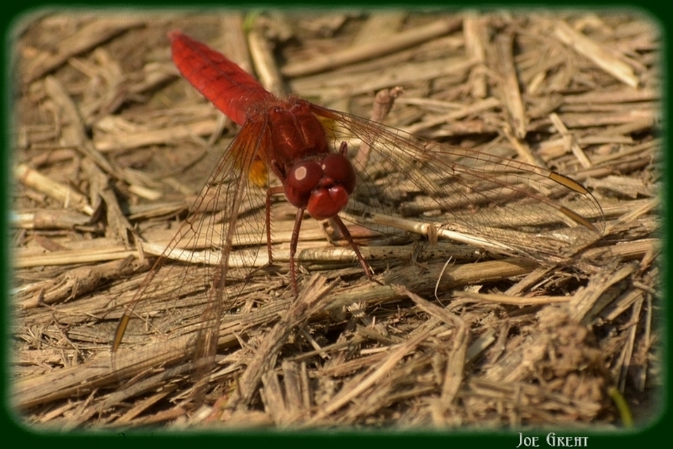 Crocothemis erythraea - skarlát szitakötő