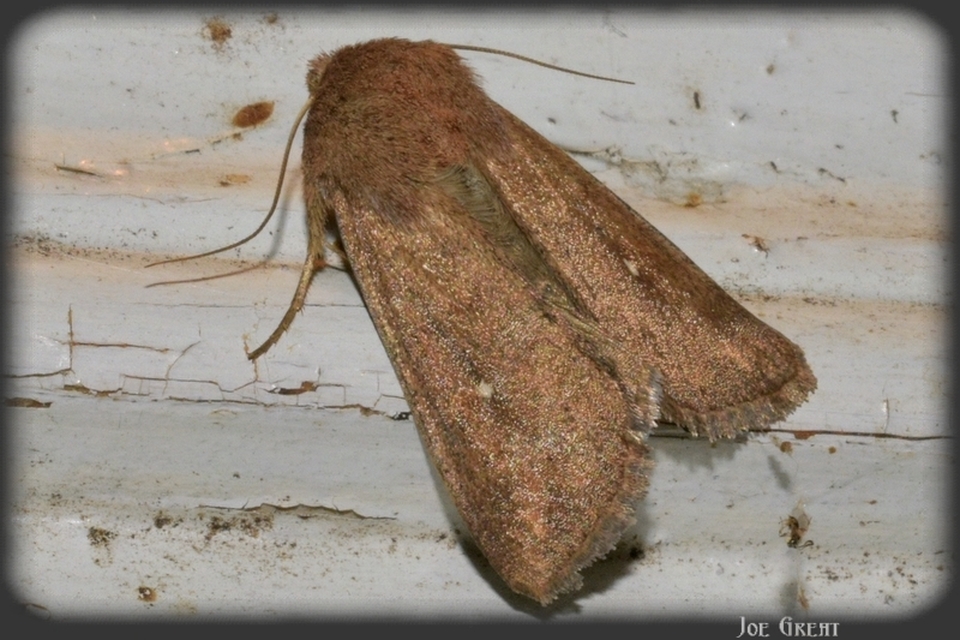 Mythimna albipuncta - fehérpettyes rétibagoly Mythimna albipuncta - fehérpettyes rétibagoly