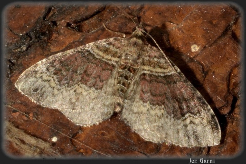 Xanthorhoe ferrugata - kerti tarkaaraszoló