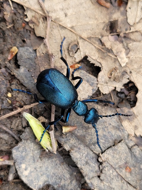 Meloe violaceus - kék nünüke