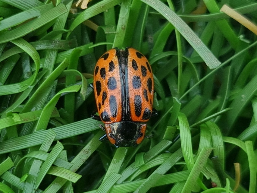 Chrysomela vigintipunctata - húszfoltos fűzlevelész