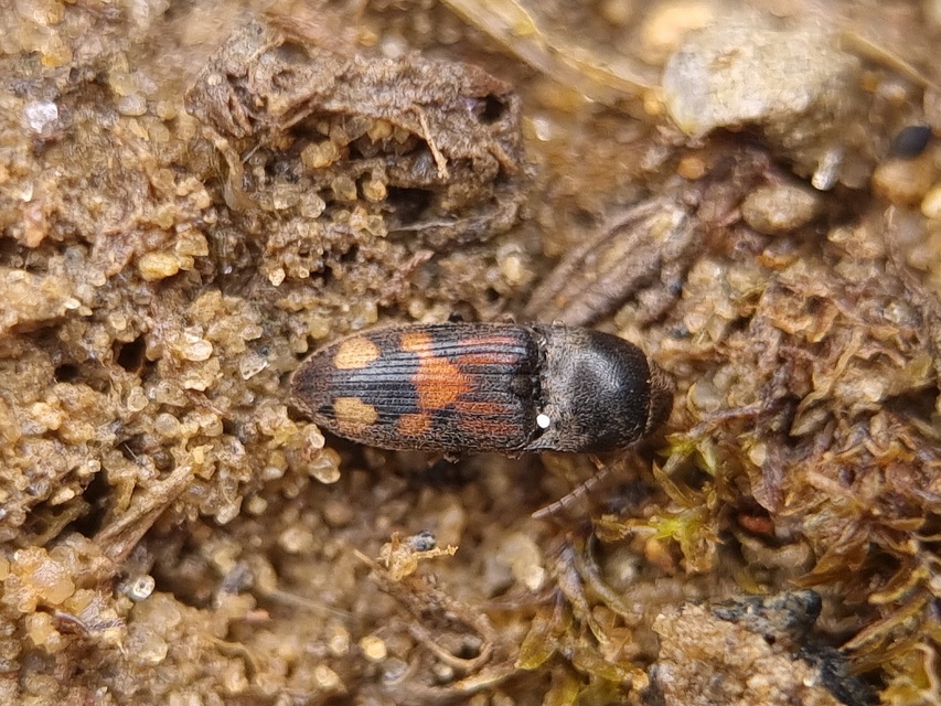 Drasterius bimaculatus - változékony pattanó