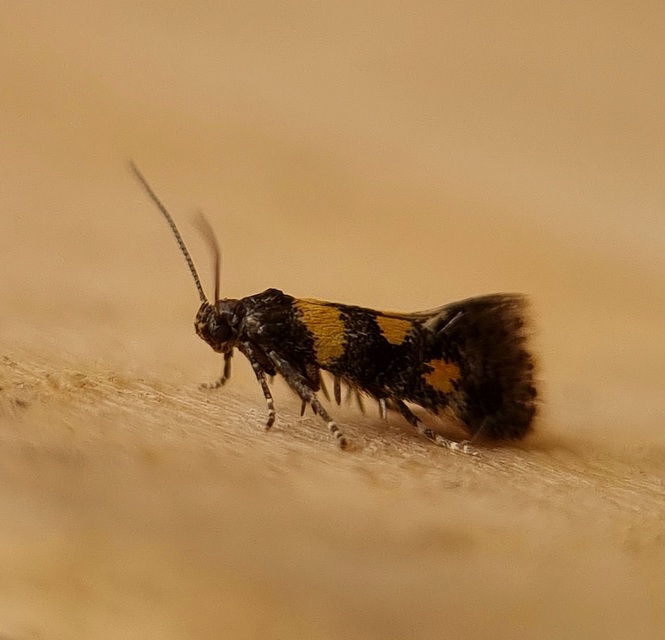 Chrysoesthia sexguttella - aranyfoltos sarlósmoly