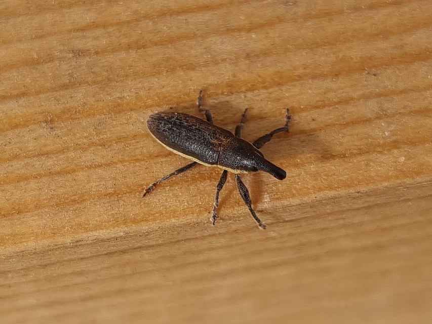 Lixus ochraceus - retek-dudvabarkó