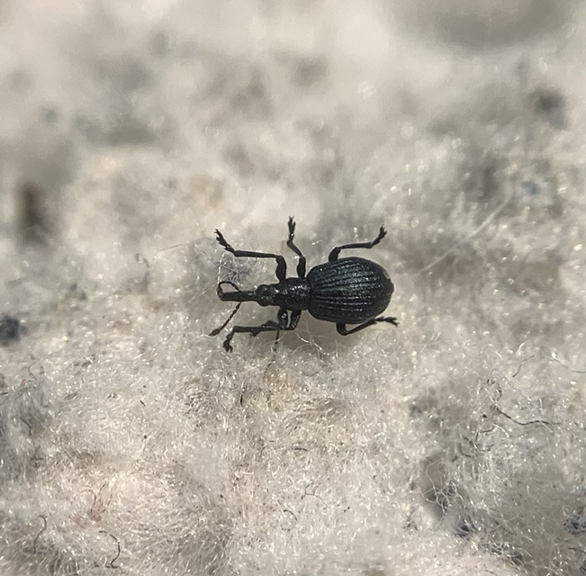 Eutrichapion punctiger - bükkönyrontó cickányormányos Eutrichapion punctiger - bükkönyrontó cickányormányos