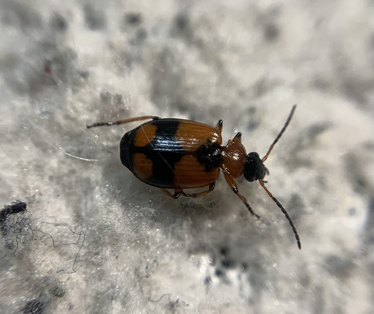 Lebia cruxminor - keresztes cserjefutó