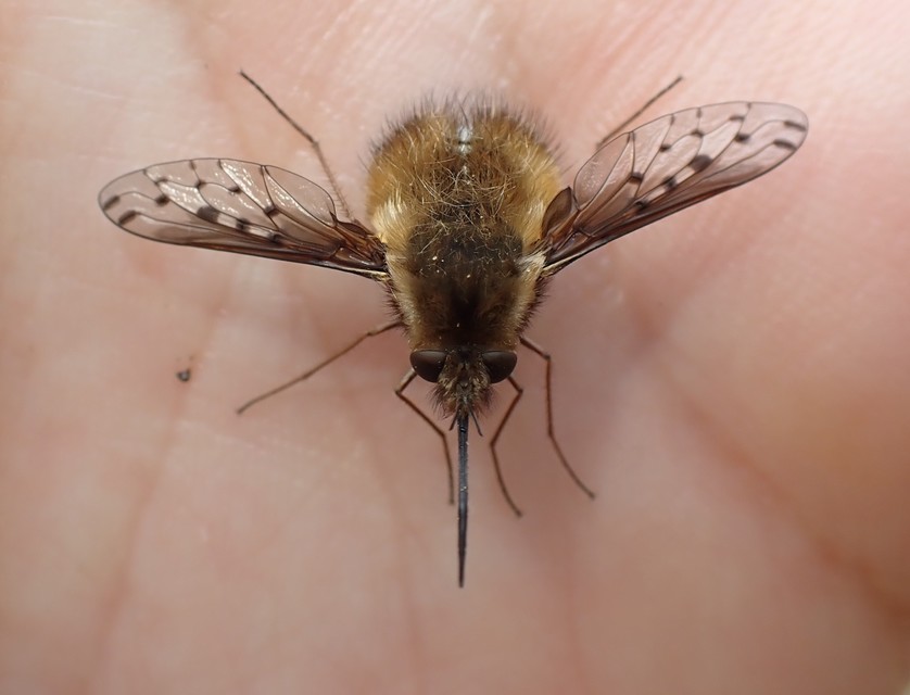 Bombylius